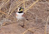 Horned Lark