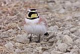 Horned Lark