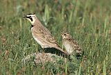 Horned Lark