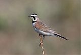 Horned Lark