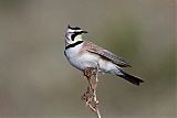 Horned Lark