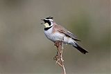 Horned Lark