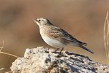 Horned Lark