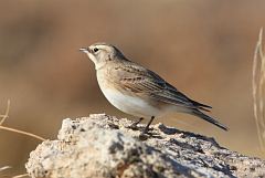 Horned Lark