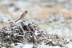 Horned Lark
