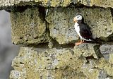 Horned Puffin