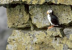 Horned Puffin