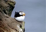 Horned Puffin