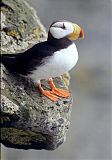 Horned Puffin