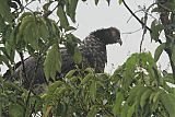 Horned Screamer