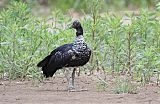 Horned Screamer