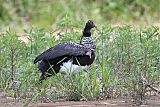 Horned Screamer