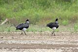 Horned Screamer