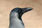 House Crowborder=
