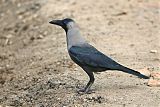 House Crowborder=