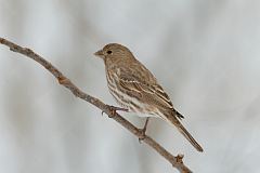 House Finch