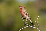 House Finch