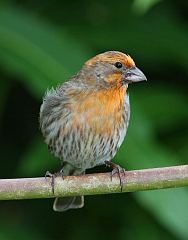 House Finch