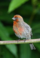 House Finch