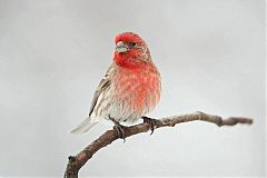 House Finch