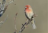 House Finch