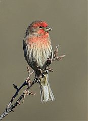 House Finch