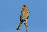 House Finch