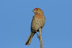 House Finch