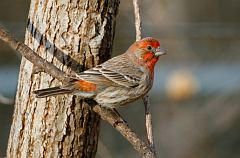 House Finch