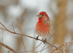 House Finch