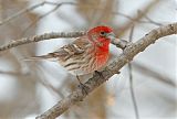 House Finch