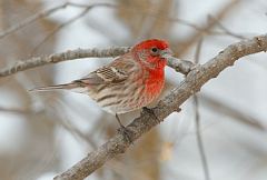 House Finch