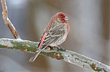 House Finch