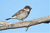 House Sparrow