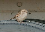 House Sparrow