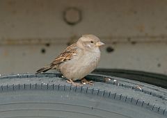 House Sparrow