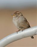 House Sparrow