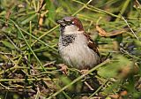 House Sparrow