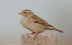 House Sparrow