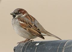 House Sparrow