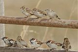 House Sparrow