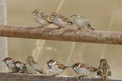 House Sparrow