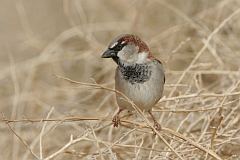 House Sparrow