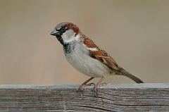 House Sparrow