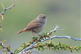 House Wren