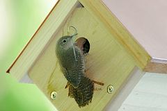Northern House Wren