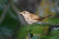 Northern House Wren