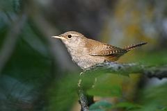 House Wren