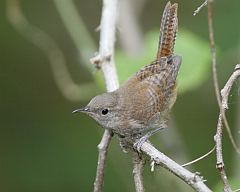 Northern House Wren