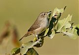 House Wren